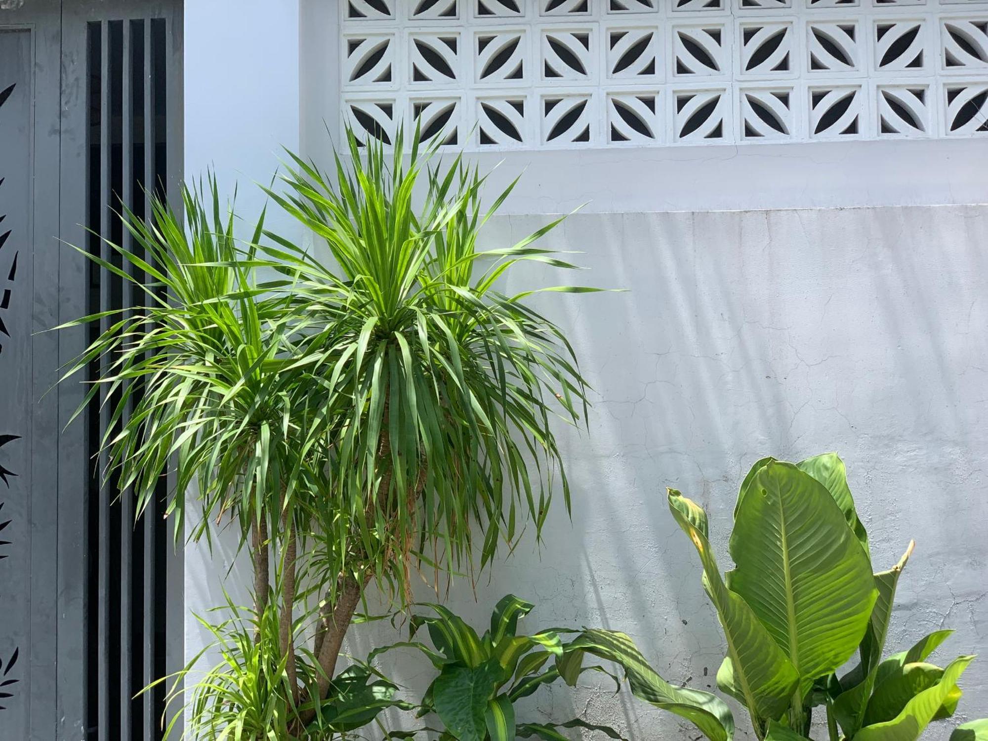Tina House Apartment Đà Nẵng Extérieur photo